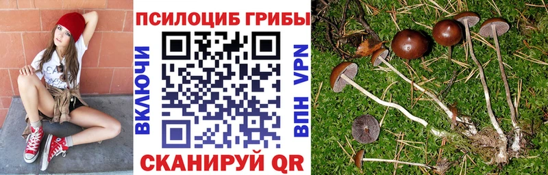 закладка Волоколамск Галлюциногенные грибы прущие грибы
